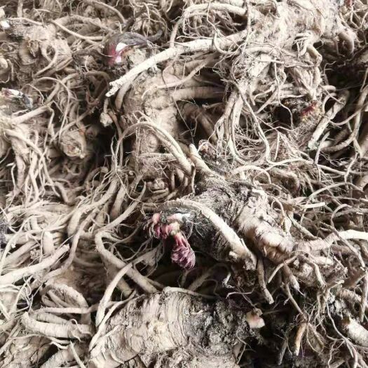 陆良县 独活  无硫中草药 可磨独活粉