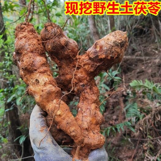乐昌市 农家土茯苓新鲜现挖广东滋补煲汤料祛湿中药材硬饭头