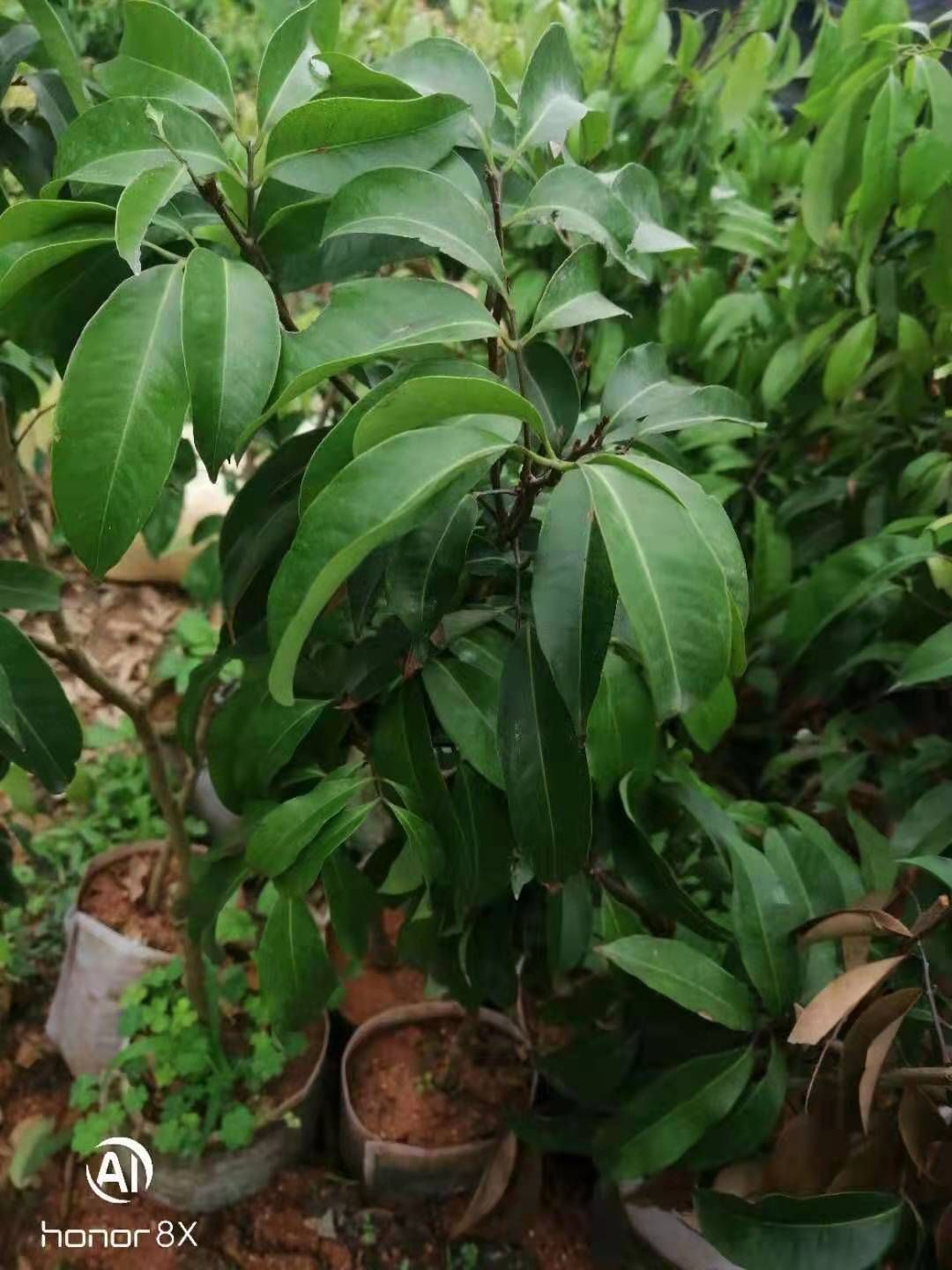 冰荔苗  冰荔嫁接两年苗 荔枝新品种 中晚熟荔枝