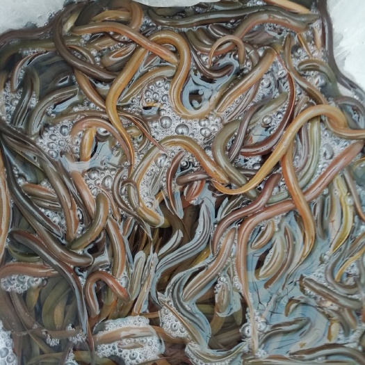 广州黄鳝苗，鳝苗