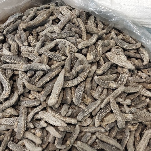  印尼厚肉花刺参