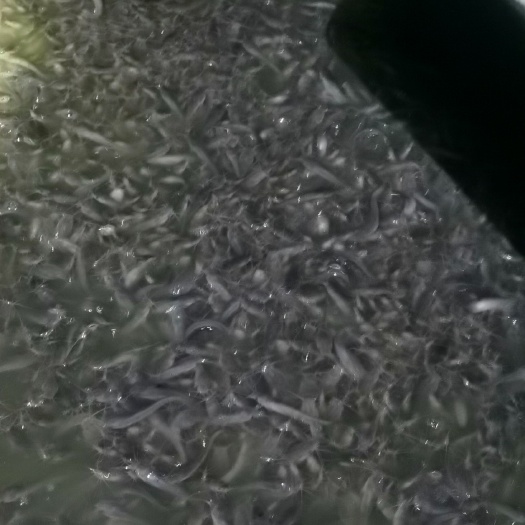 成都 八胡鲶鱼苗  胡子鯰鱼苗