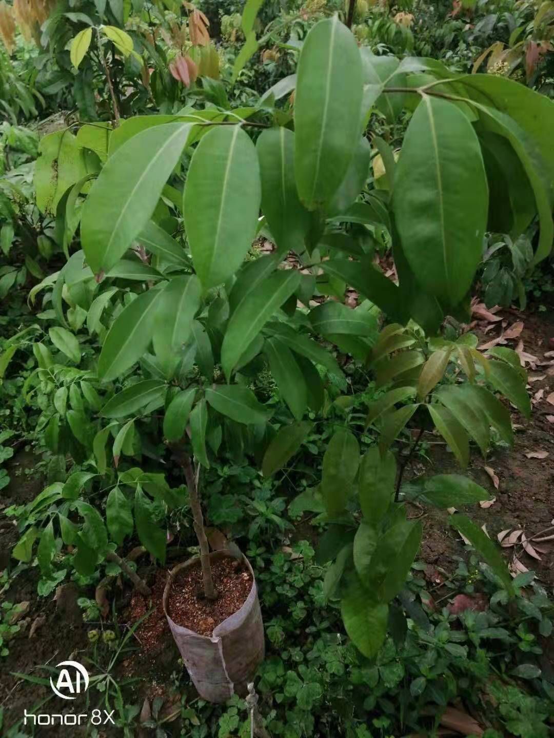 冰荔苗  冰荔嫁接两年苗 荔枝新品种 中晚熟荔枝