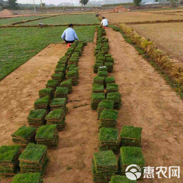 青草皮  出售百幕大 马尼拉 果岭草 高羊茅 单播混播草