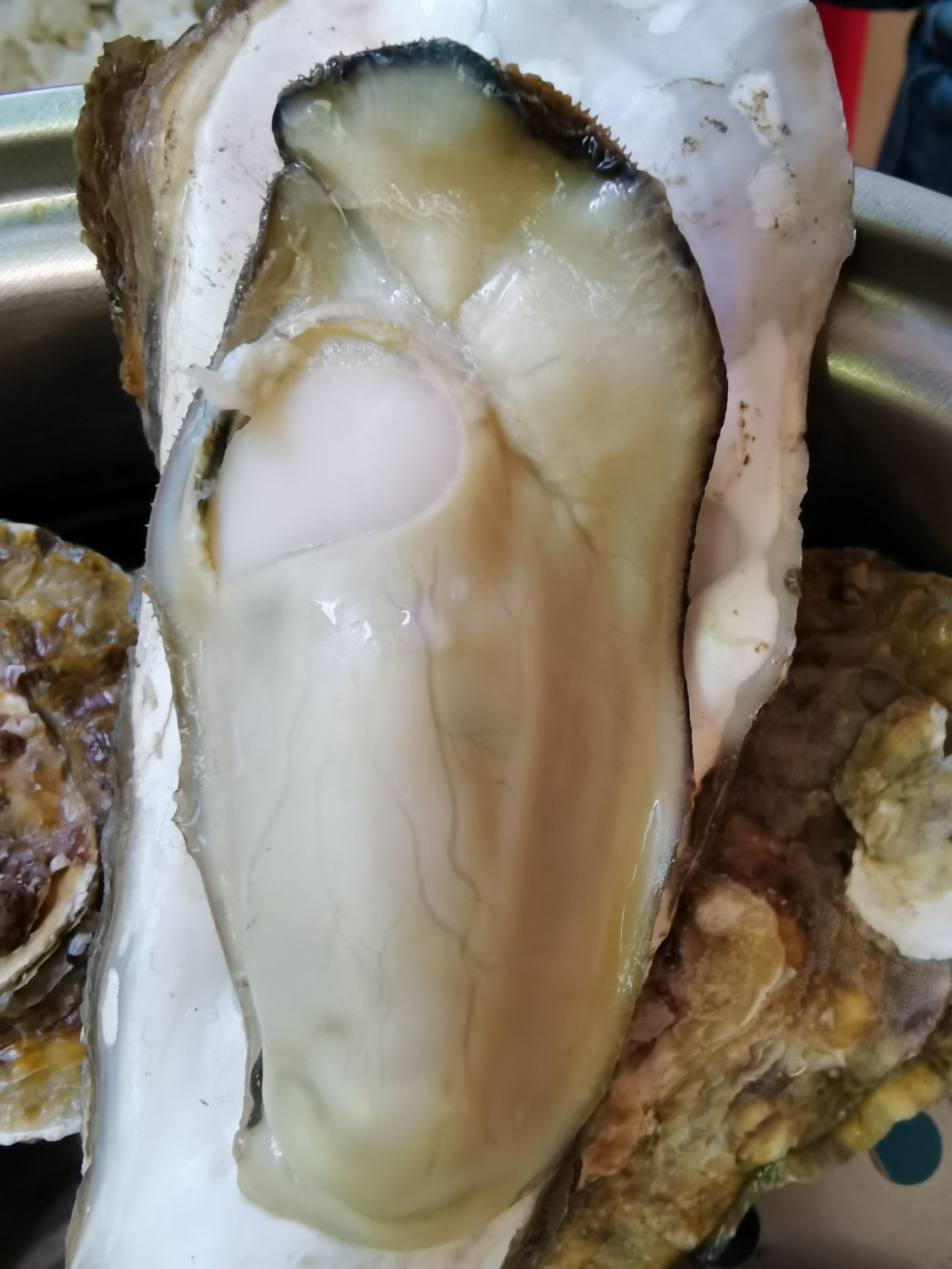 三倍体生蚝  乳山市生蚝 刺身蚝 场地直销  支持在线交易