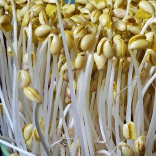 新兴县长期供应黄豆芽，绿豆牙，预定豆芽菜