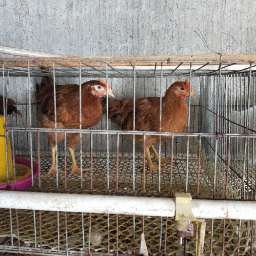 静宁县土鸡苗  脱温鸡苗热卖  正品鸡苗快大型红玉   青脚 白【
