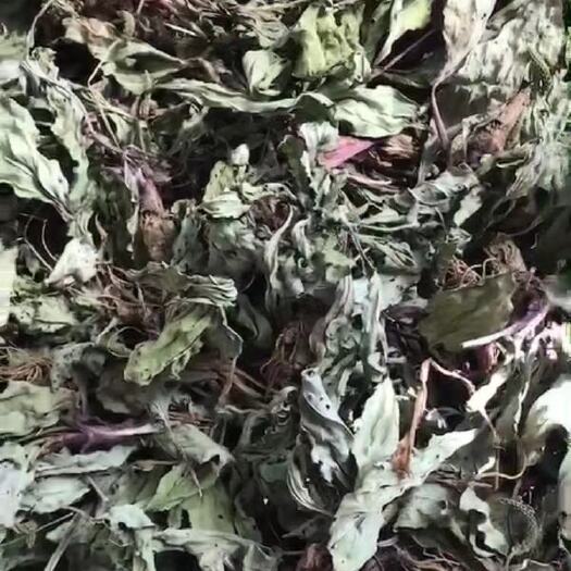 荆门车前草