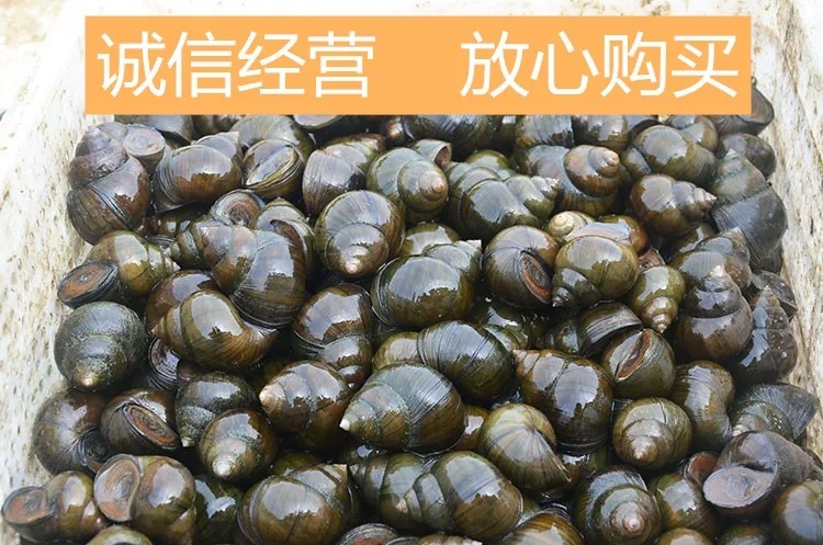 高州市 中华田螺
