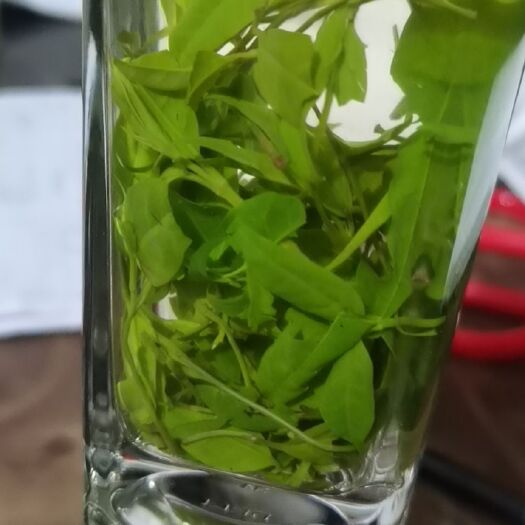 筠连县苦丁茶  毛冬青茶（又称青山绿水、小叶苦丁、女贞茶）