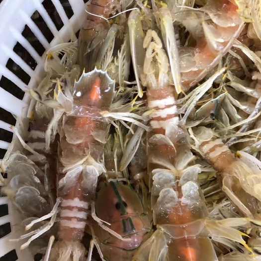 防城港皮皮虾批发，大肉，中肉，熟冻皮皮虾