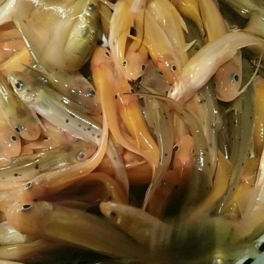 双峰县叉尾鮰鱼 叉尾