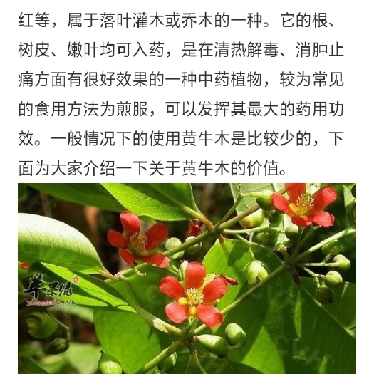 云浮寄生  黄牛木槣生