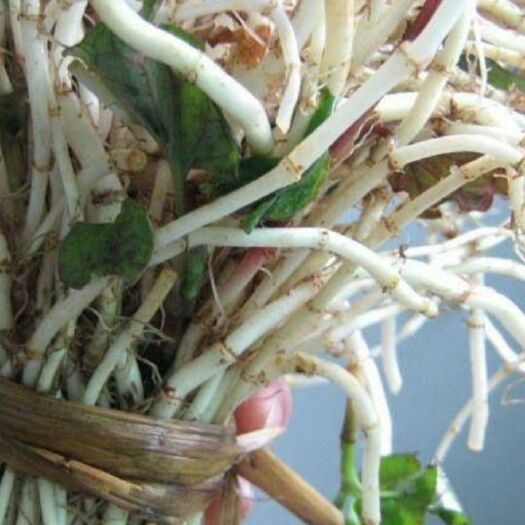 贵阳 产品为老家父母种植的折耳根（鱼腥草） ，天然绿色产品。