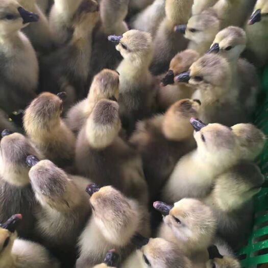 思南县 狮头鹅苗 汕头狮头鹅苗 鹅类最大品种 包做小鹅瘟疫苗