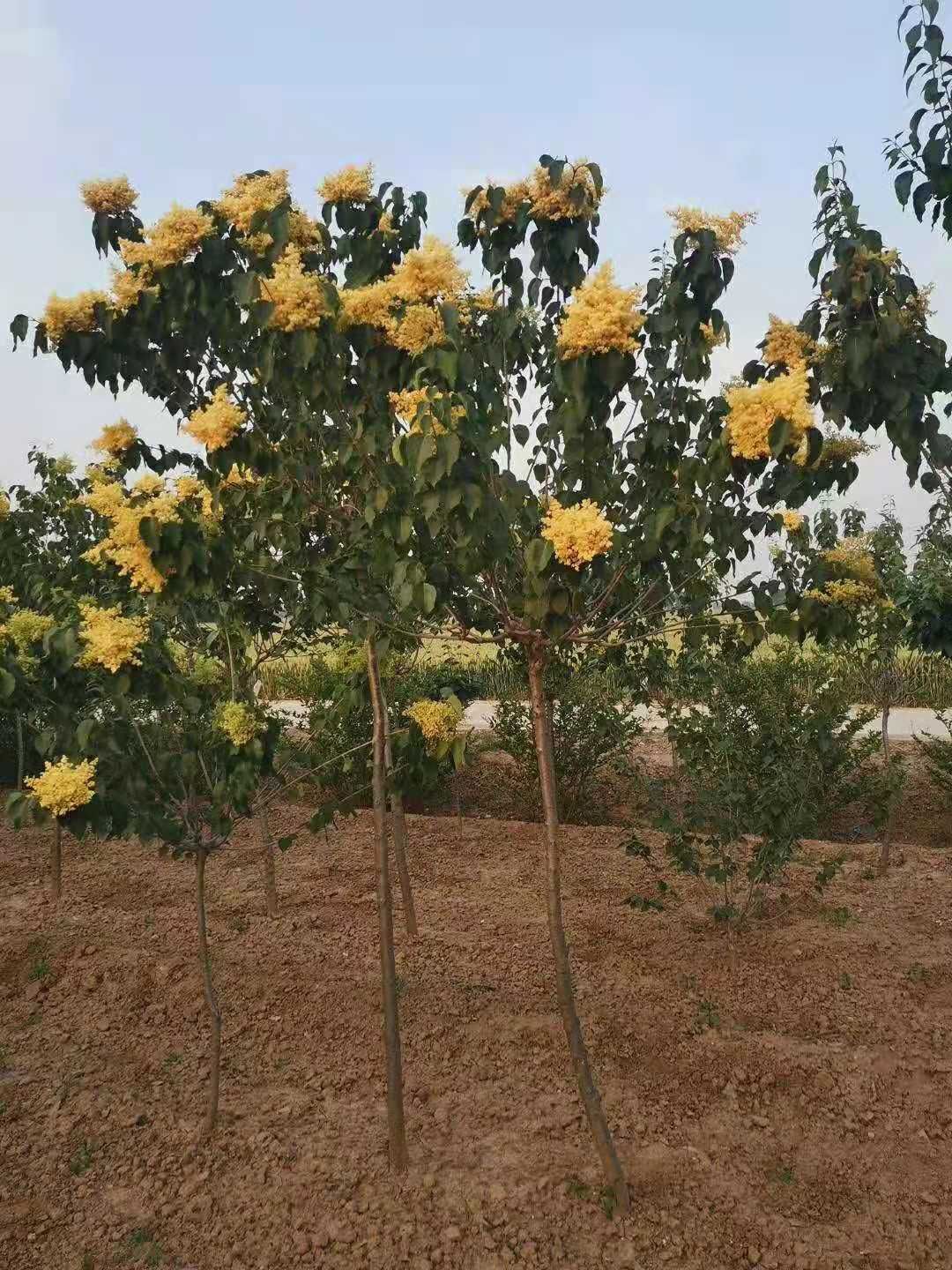 黄金丁香接穗