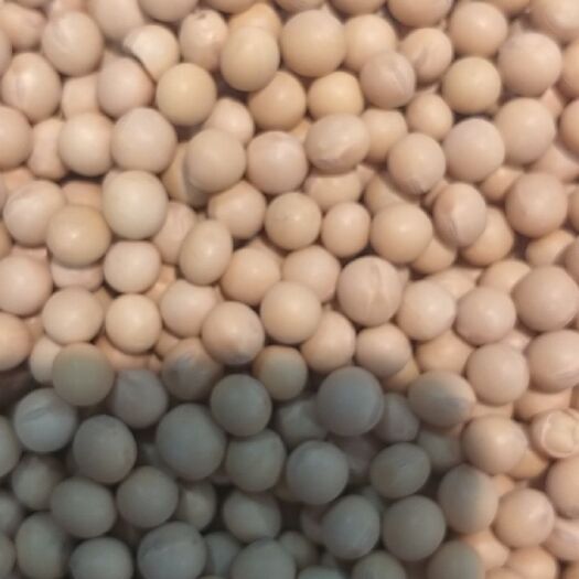 孙吴县 商品大豆