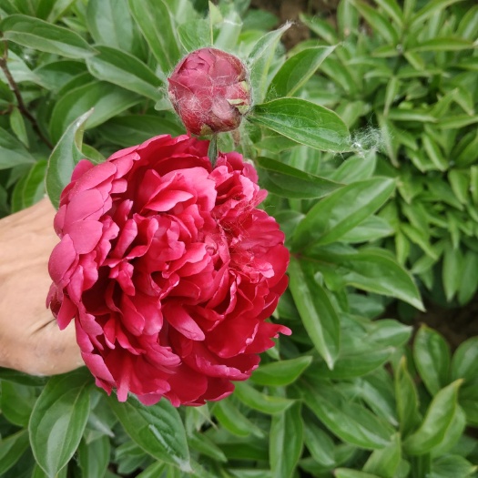 菏泽多花芍药 观赏芍药