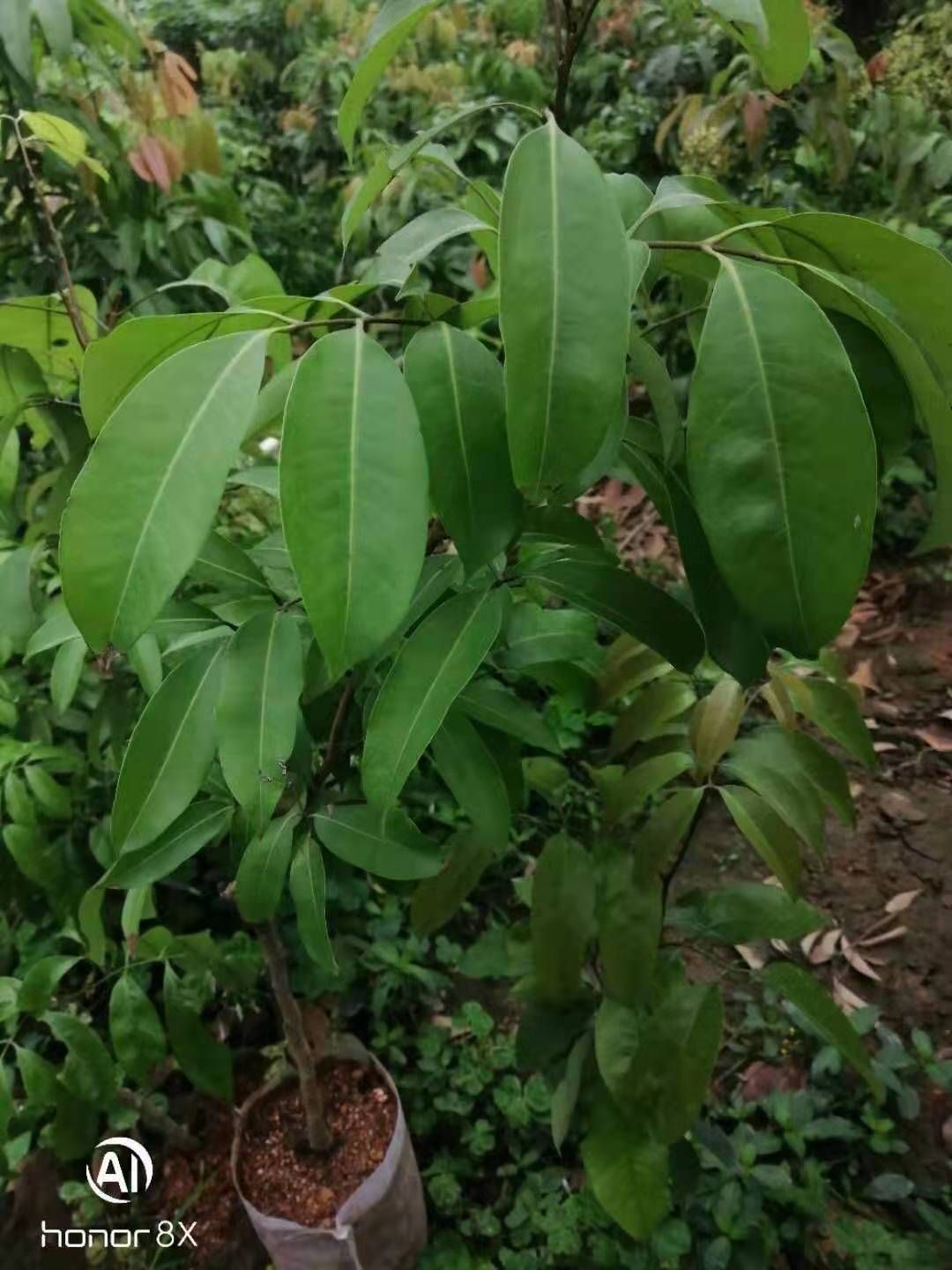冰荔苗  冰荔嫁接两年苗 荔枝新品种 中晚熟荔枝