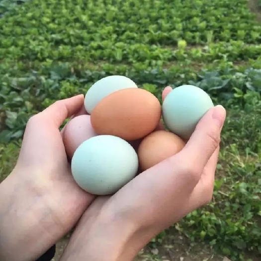 旺苍县旺苍县农家扶贫户散养土鸡蛋 纯粮食放养跑山鸡蛋现捡现发