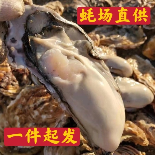 乳山市三倍体生蚝  乳山市生蚝 刺身蚝 场地直销  支持在线交易