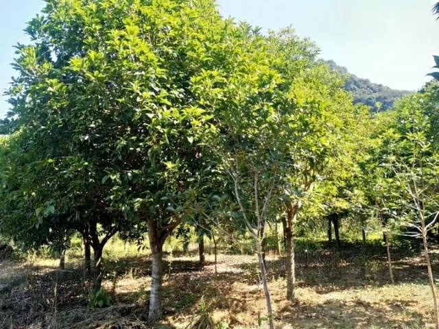 阳朔县 桂花树