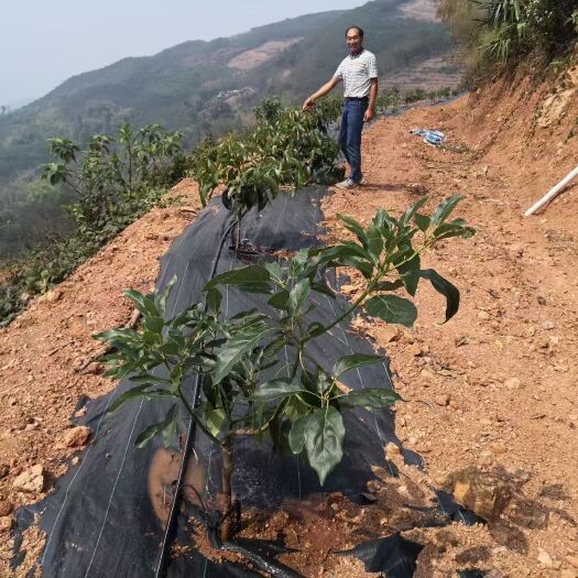 防草布