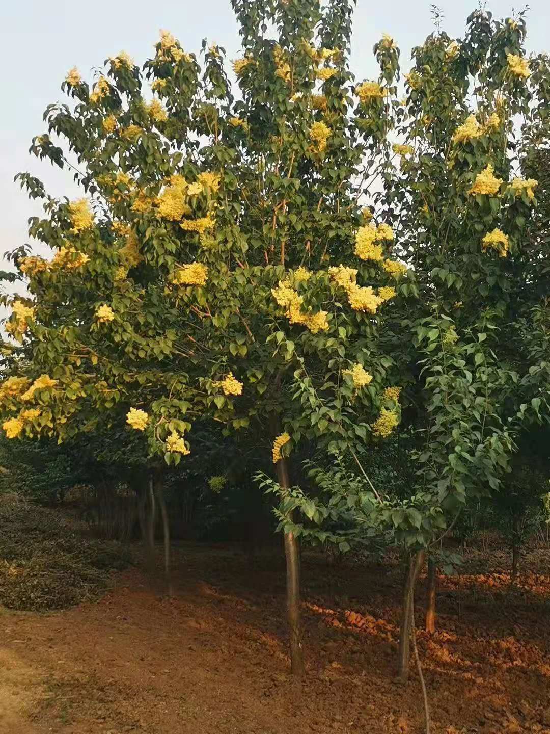 黄金丁香接穗