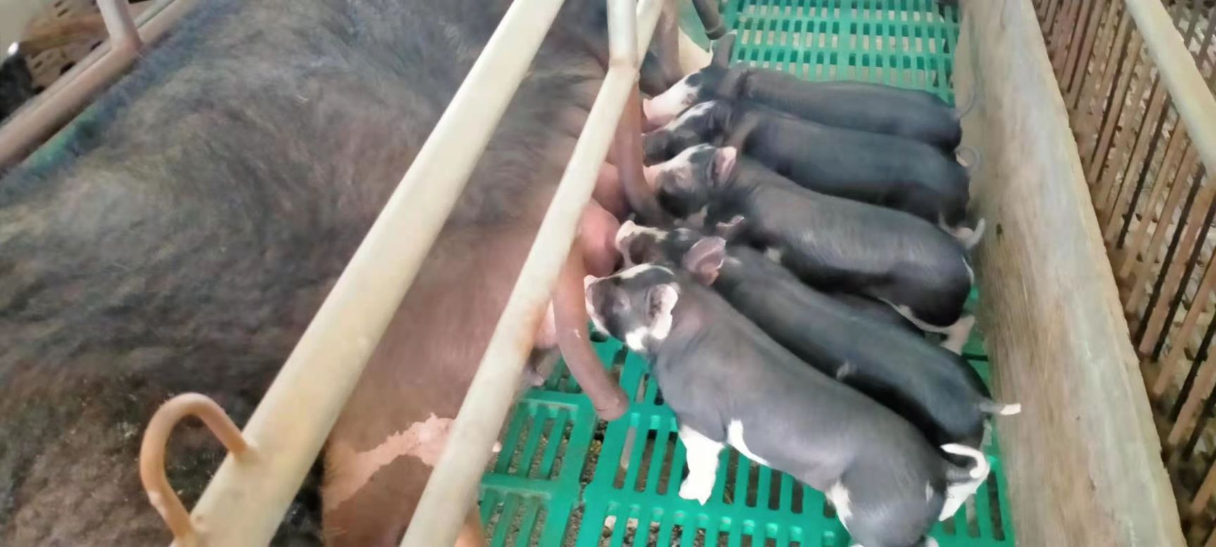 休宁县巴克夏猪 出售纯种巴克夏母猪，