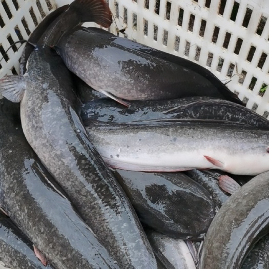 成都胡子鲶 八胡鲶   胡子鯰  3斤以上
