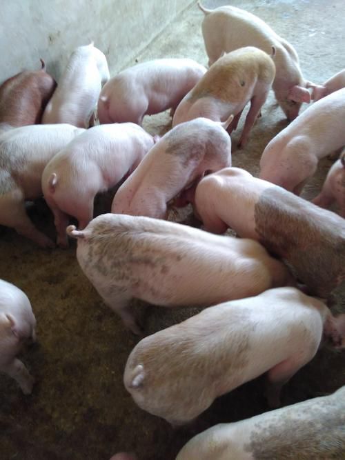 武冈市本厂常年供应外三元仔猪、良种、二元、