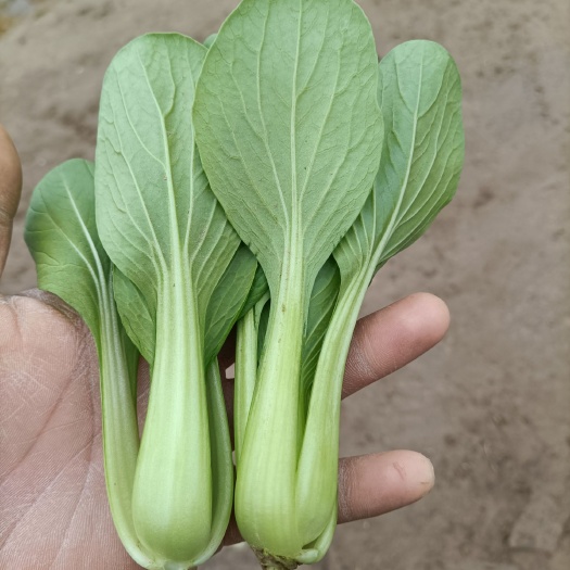 曹县 精品上海青，快菜，油麦菜大量上市中，