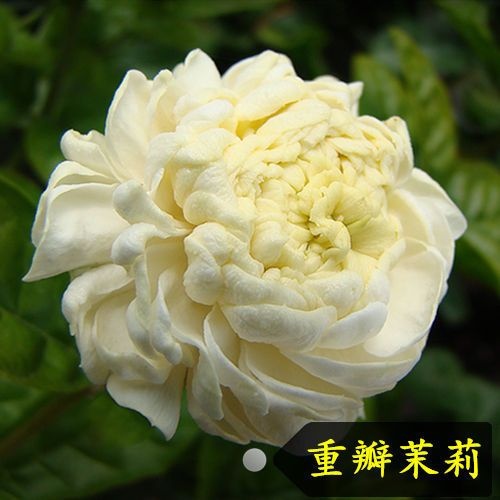营山县茉莉花盆栽送肥 单瓣 双色 重瓣 法国香水紫色粉茉