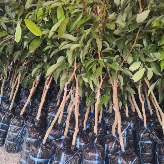 灵山县仙进奉荔枝苗  仙进奉荔枝嫁接苗 先进奉荔枝苗