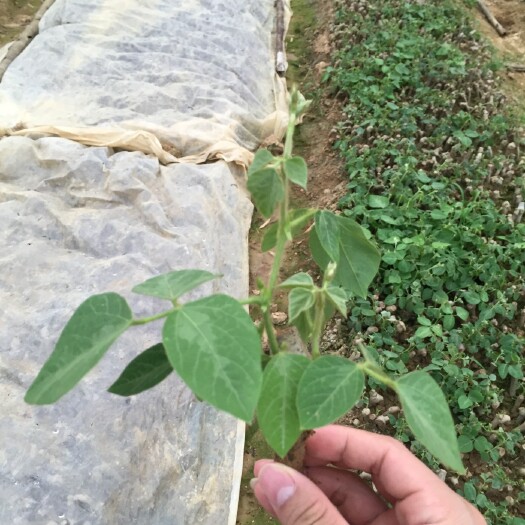 藤县新培训优质粉葛根种苗，无渣高产品种，葛根可药食两用，欢迎咨询