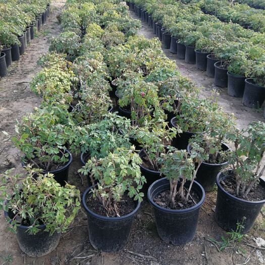 菏泽菏泽牡丹花苗牡丹树芍药基地直接发货