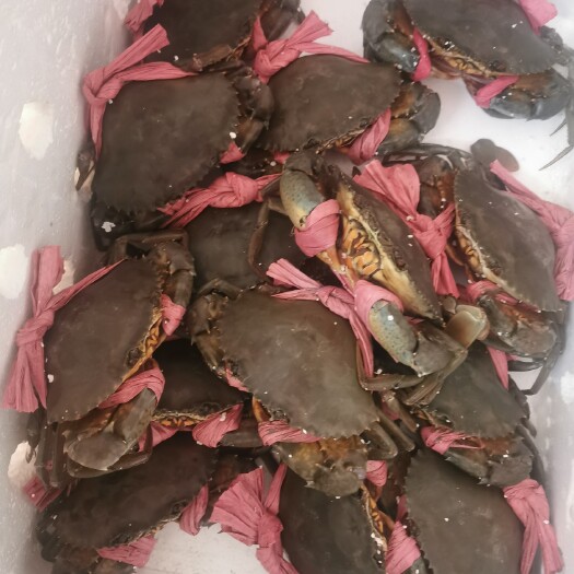 东兴市红膏蟹 膏蟹
