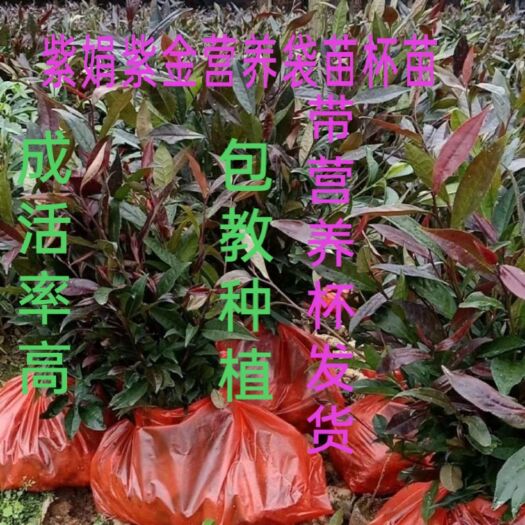 临沧大叶种茶树苗  大叶种紫娟紫金茶苗营养袋苗杯苗
