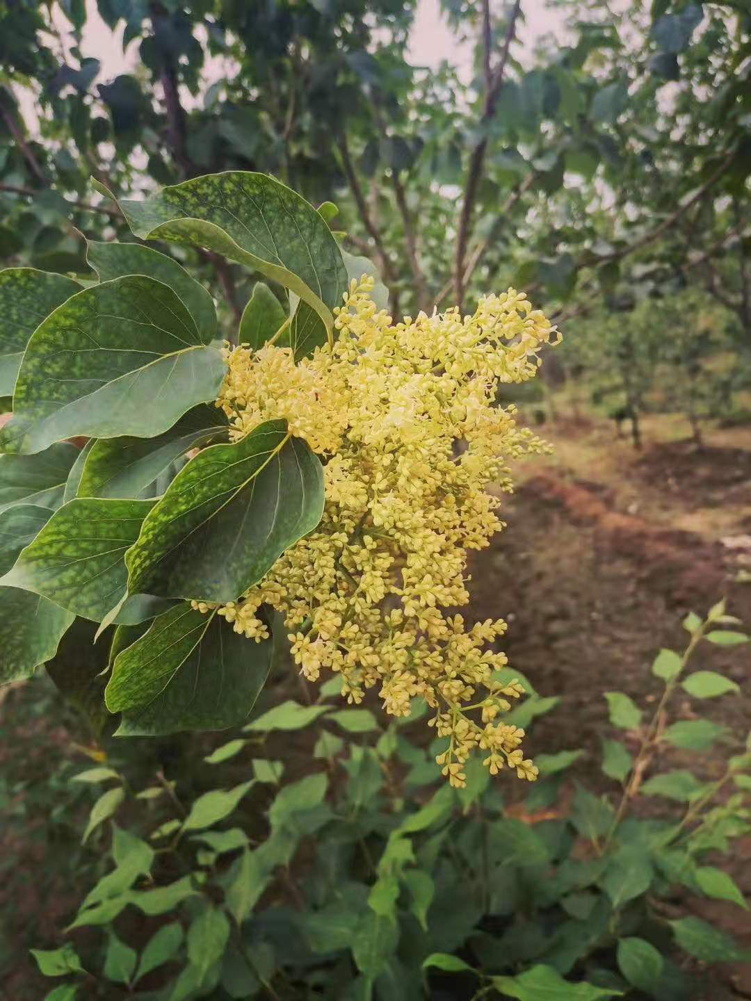 黄金丁香接穗