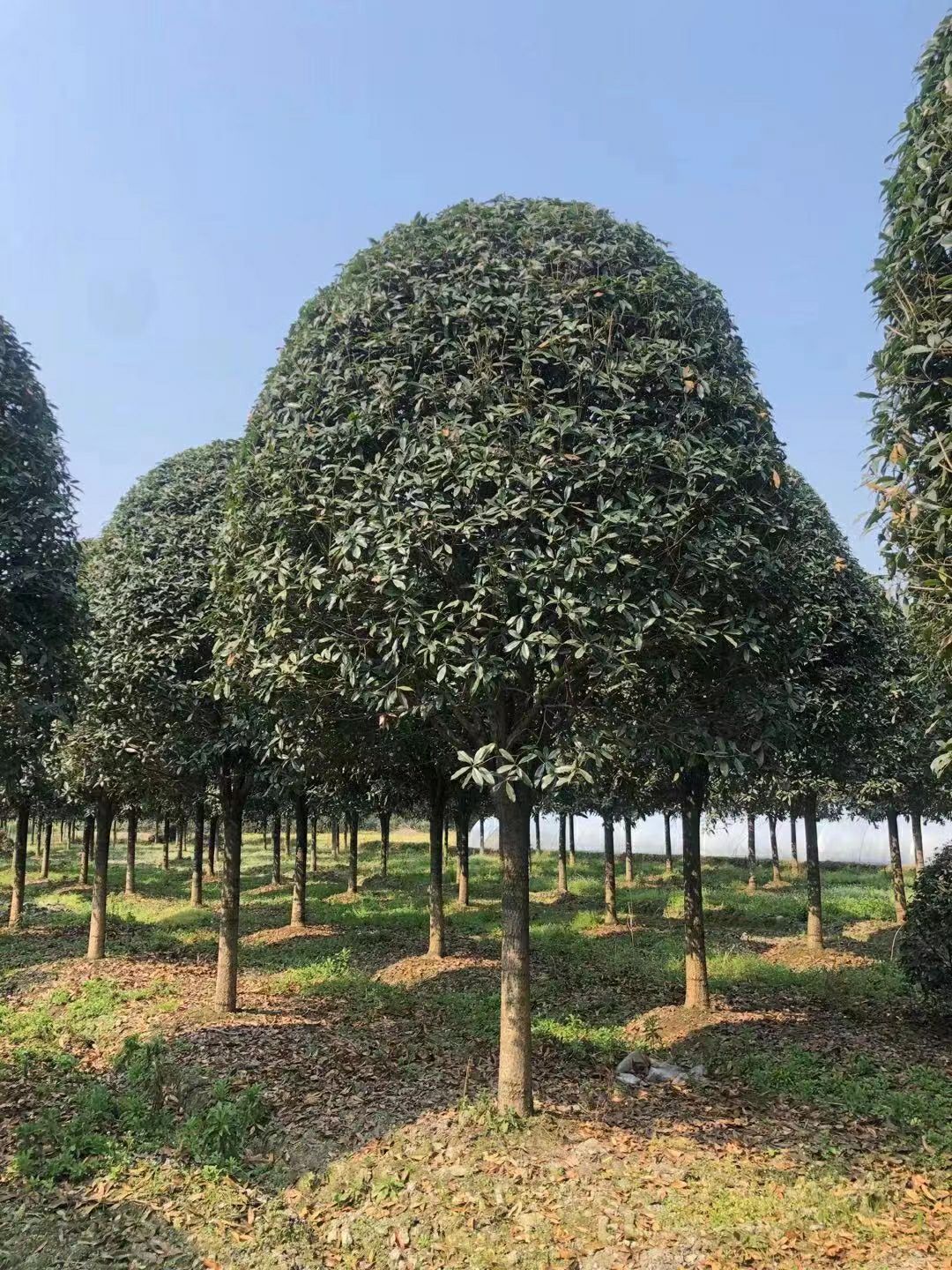  14—15公分精品桂花，精品金桂