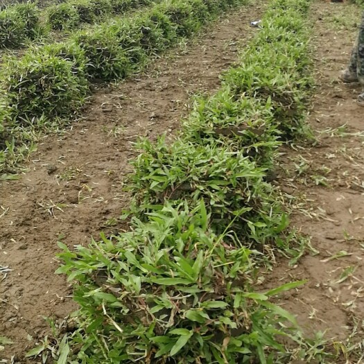 清远 大叶油草块