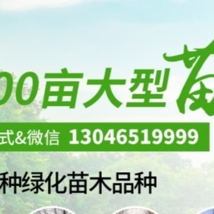 盐城10公分暴马丁香，8公分10公分暴马丁香价格
