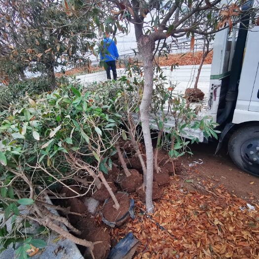 泰安 超低价清地处理流苏(牛筋子)嫁接5年日香桂