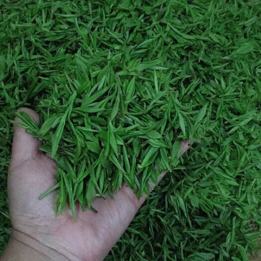 霍山县绿茶 霍山黄牙