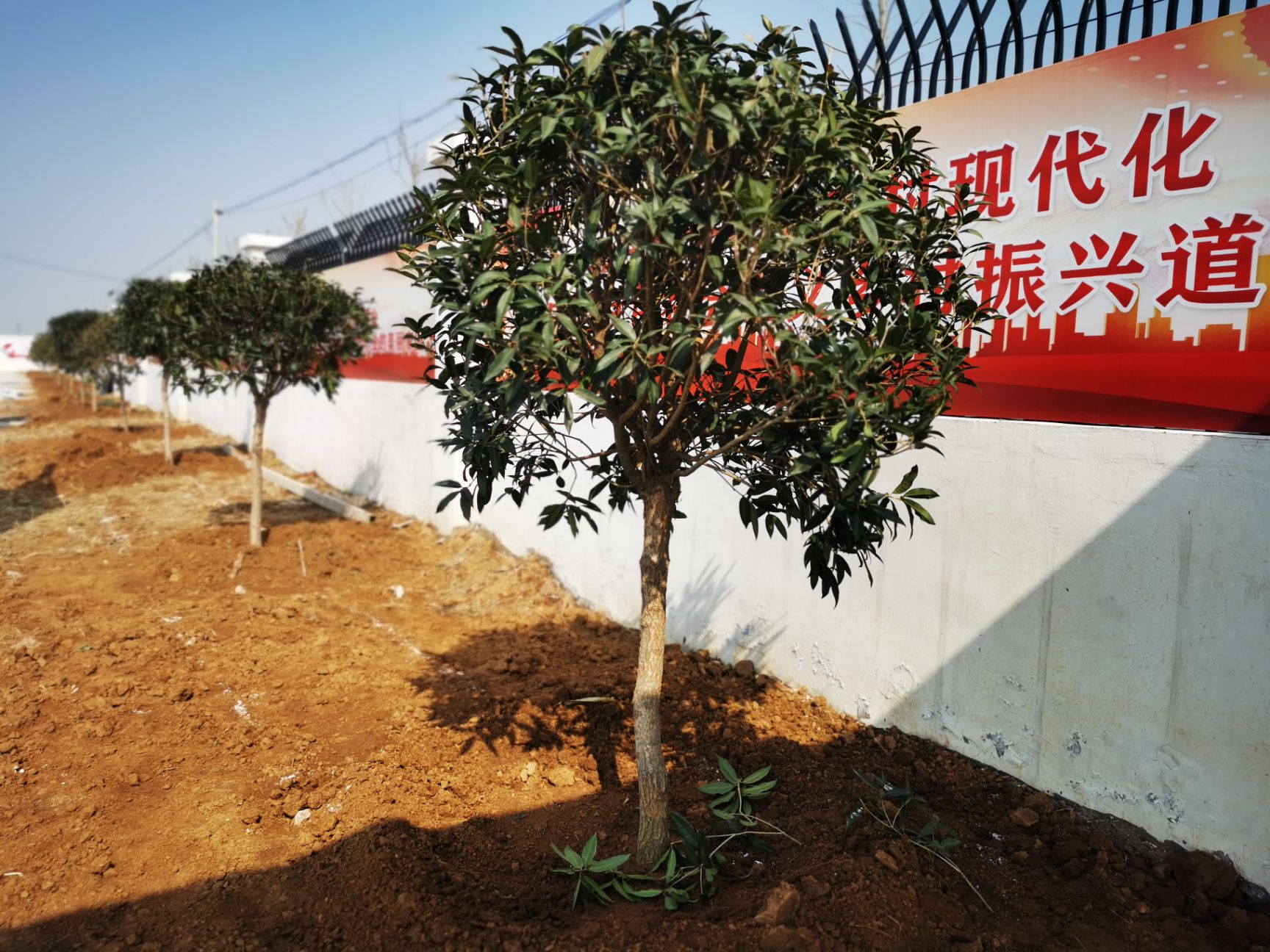 流苏嫁接6年高杆金桂树