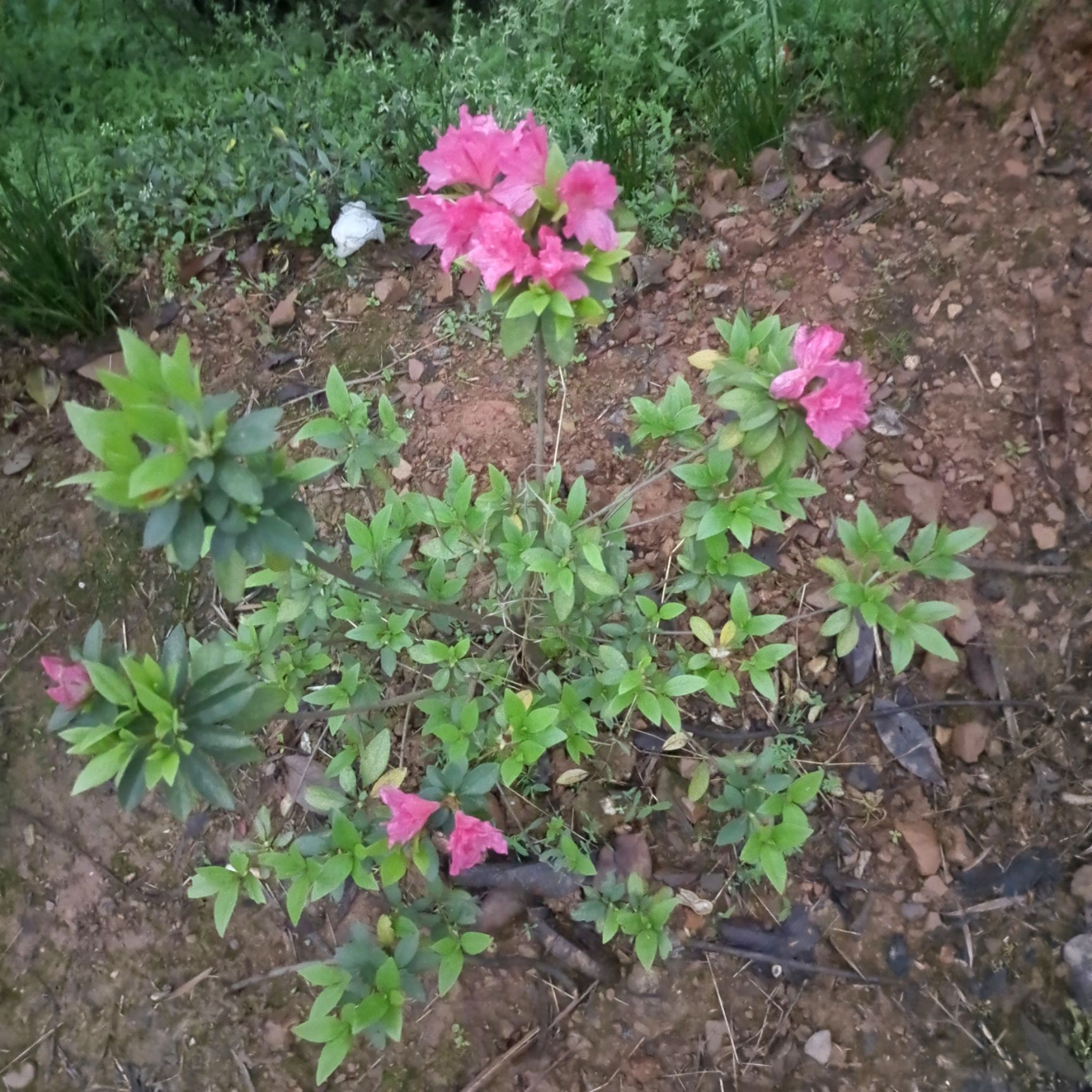 春鹃，杯苗，地苗，春鹃球，老板来电给优惠