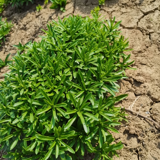 东平县救心菜  养心菜大量供应