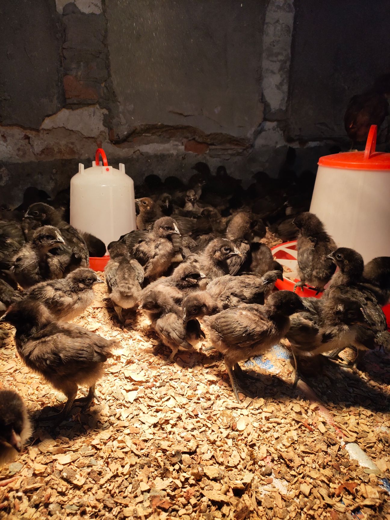 五黑鸡苗  厂价直销黑羽优质五黑脱温鸡苗疫苗全部到位包运输成