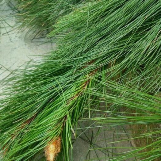 花垣县 大量货源二叶松针