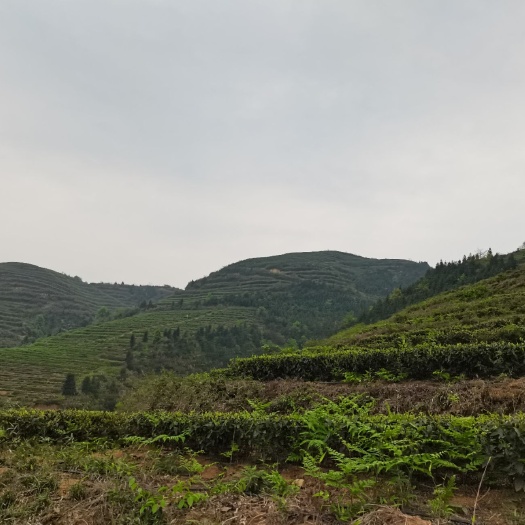 茶陵县 茶陵茶-云阳山黄茶